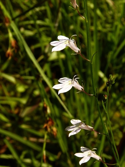 {Lobelia nuttallii}